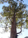 04 firetree.JPG (98056 byte)