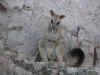 28wallaby.jpg (38631 byte)